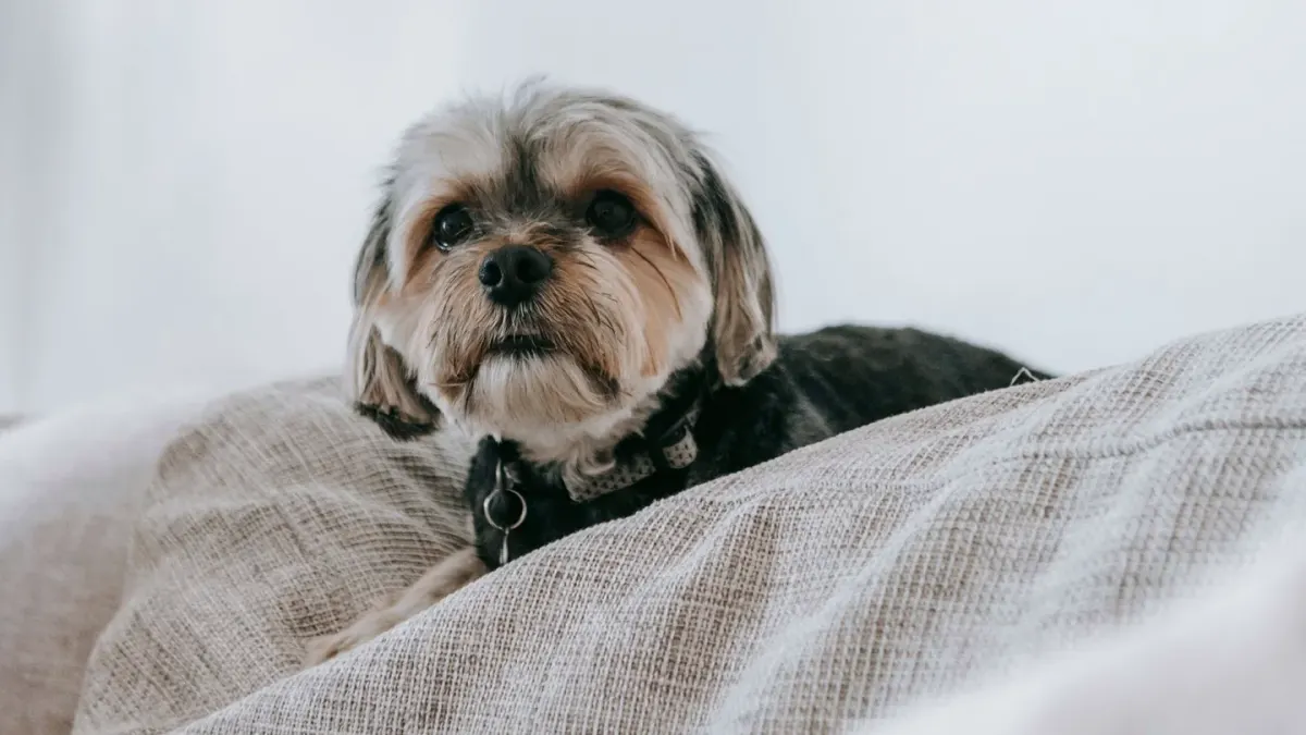 A dog lying calmly across an owner's lap in a living room