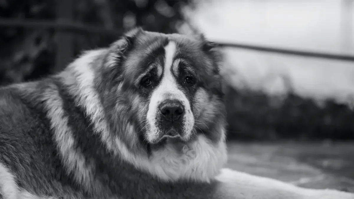 A gray-muzzled large breed dog lying calmly on a wood floor