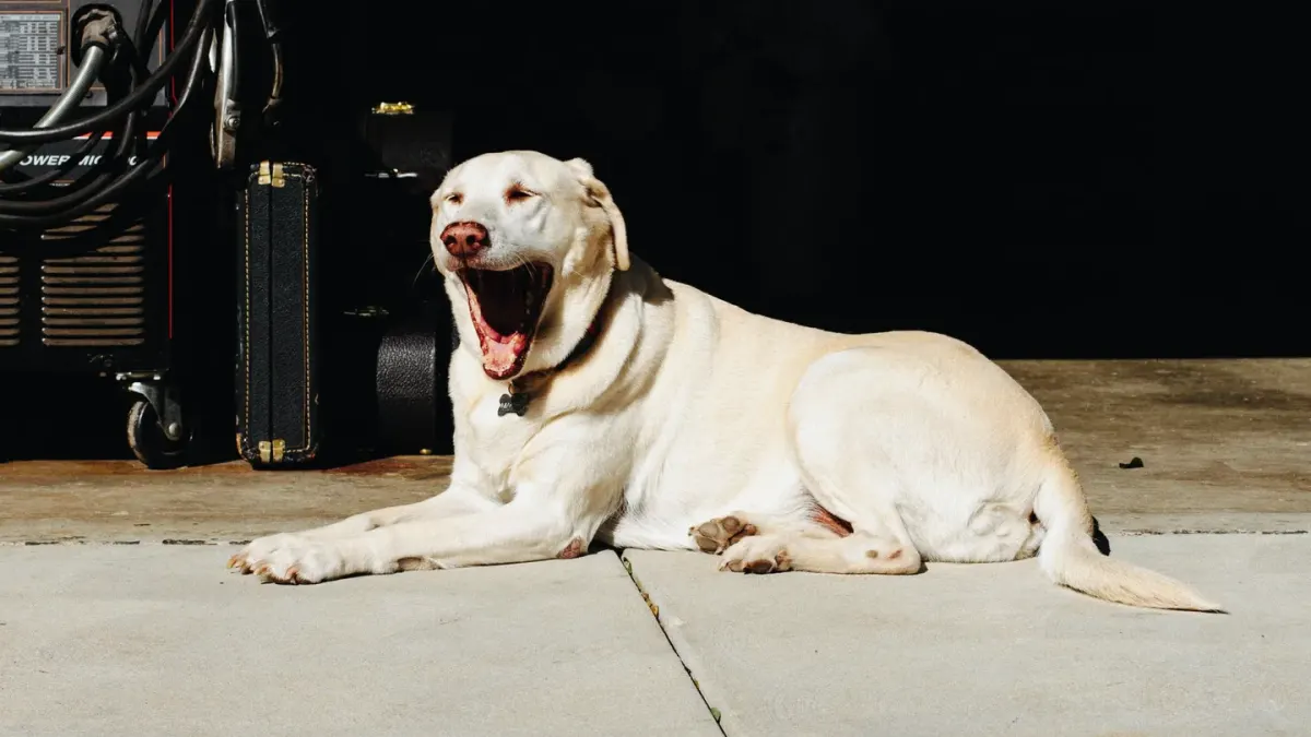 A graying senior golden retriever lying calmly on a porch