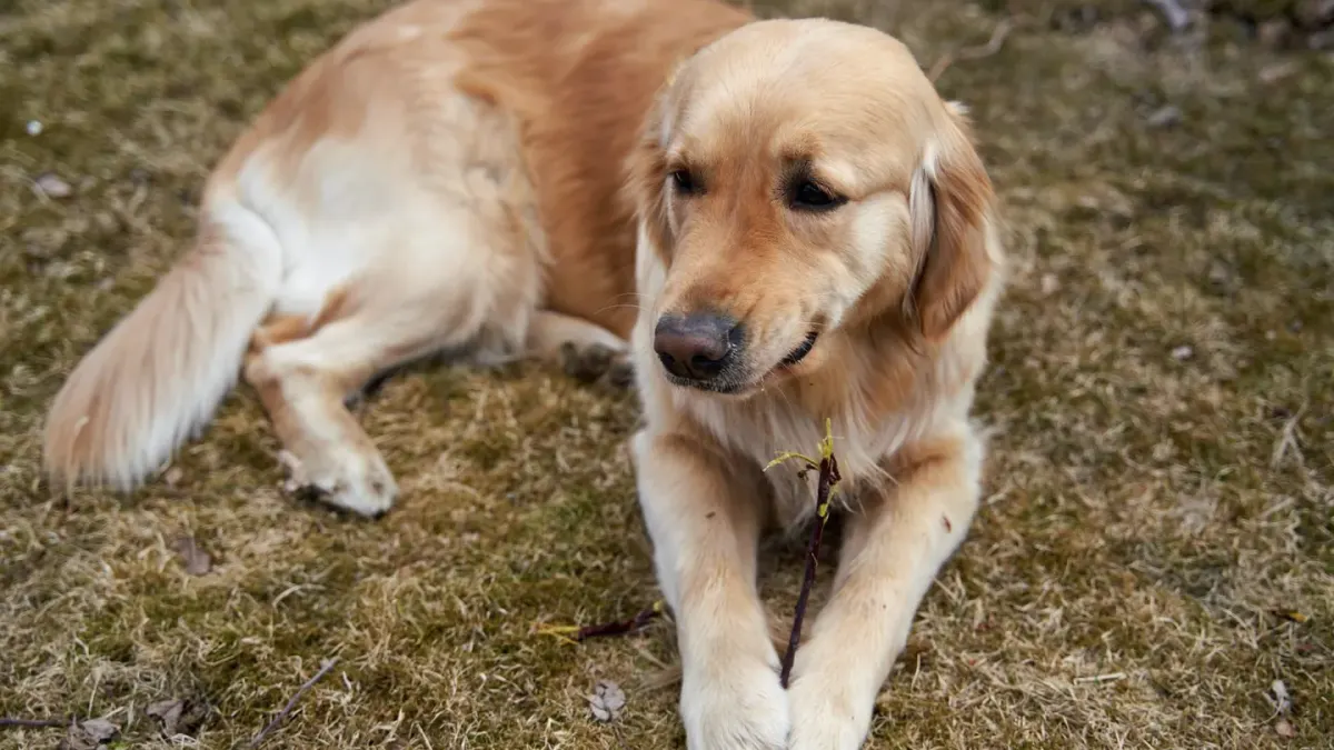 A graying senior golden retriever lying calmly on a porch