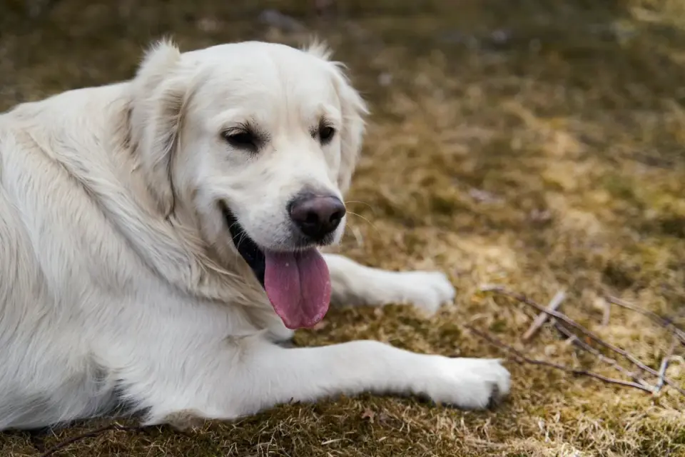 A graying senior golden retriever lying calmly on a porch