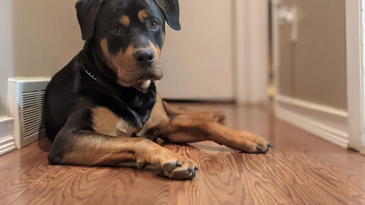A senior dog lying on a hardwood floor near a staircase, watching attentively