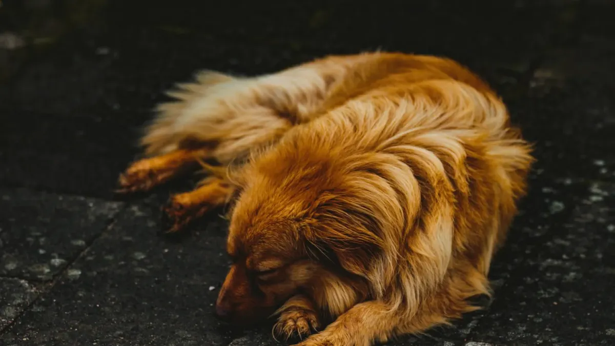 A senior golden retriever lying calmly on a wooden porch