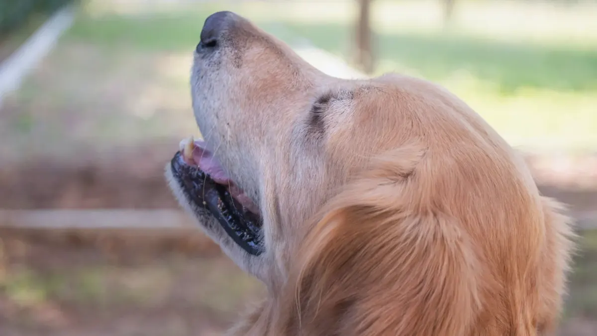 A senior golden retriever pausing partway up a set of porch steps