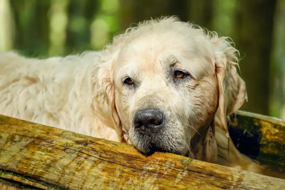 A senior golden retriever pausing partway up a set of porch steps