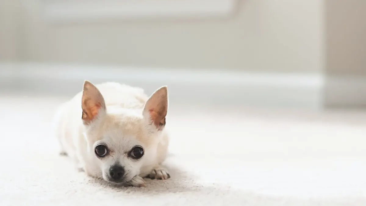 A small dog resting calmly on an owner's lap in a quiet living room