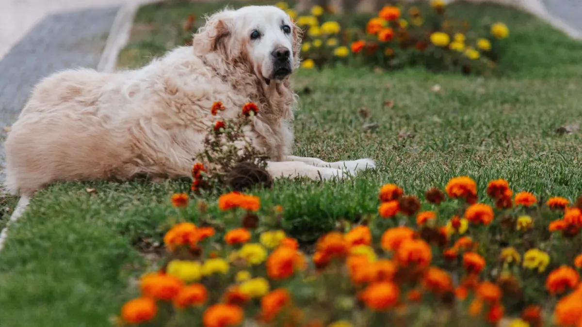 An older golden retriever lying calmly on a padded bed indoors