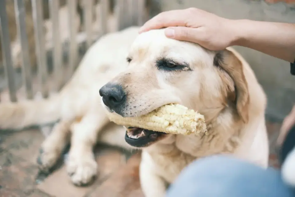 An owner handing a soft chew supplement to a senior dog