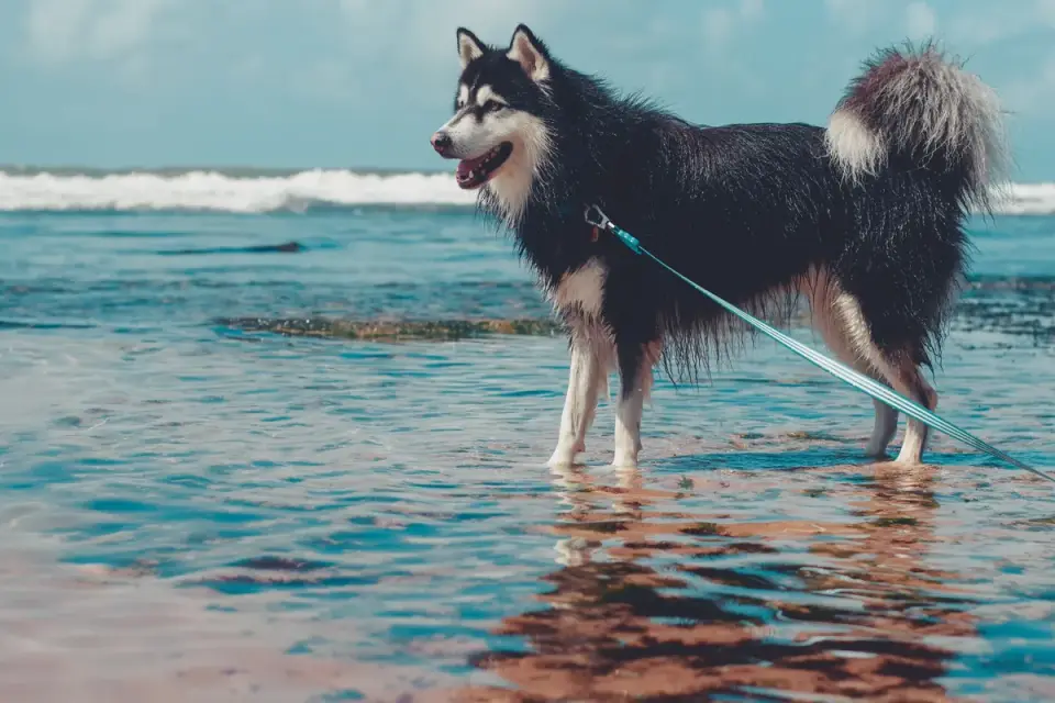 Dog drinking water bowl