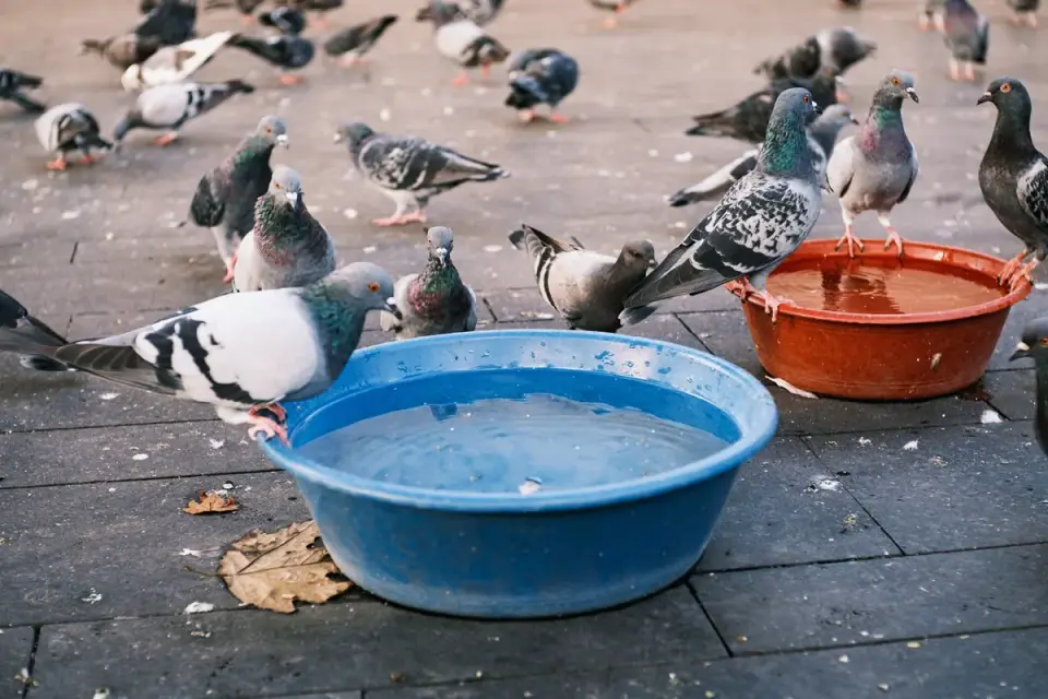 Dog drinking water bowl