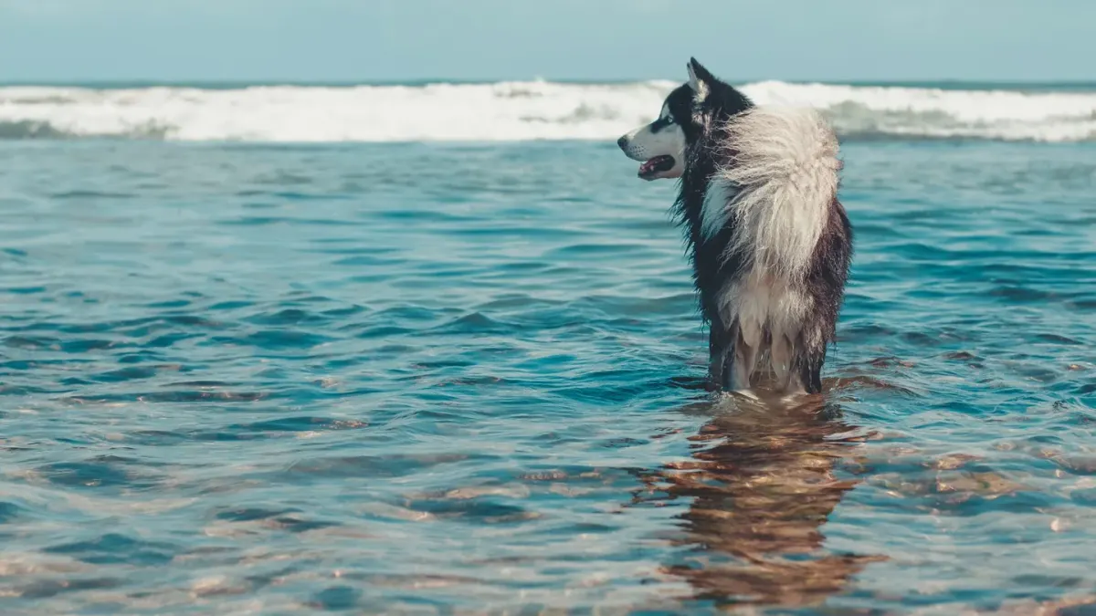 Dog drinking water bowl