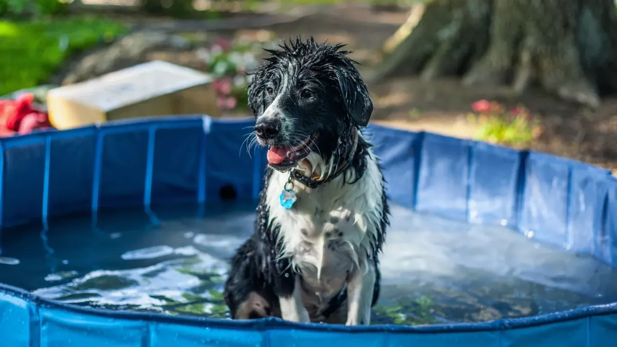 Dog drinking water