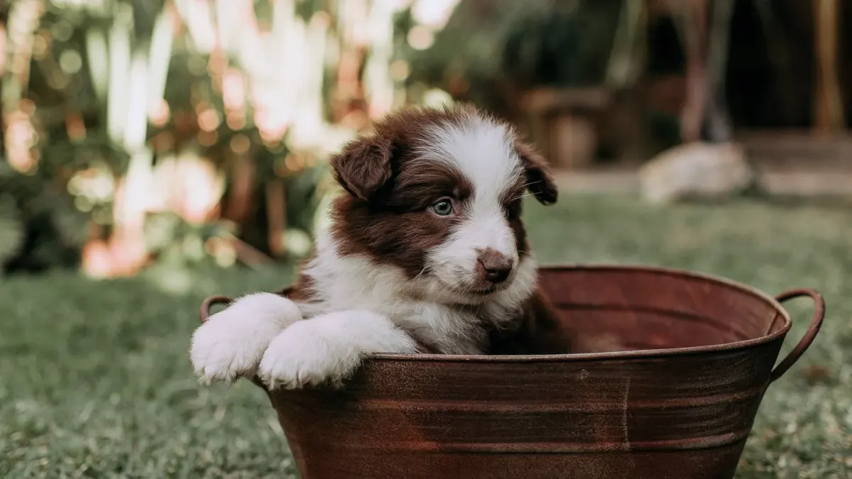 Dog drinking water