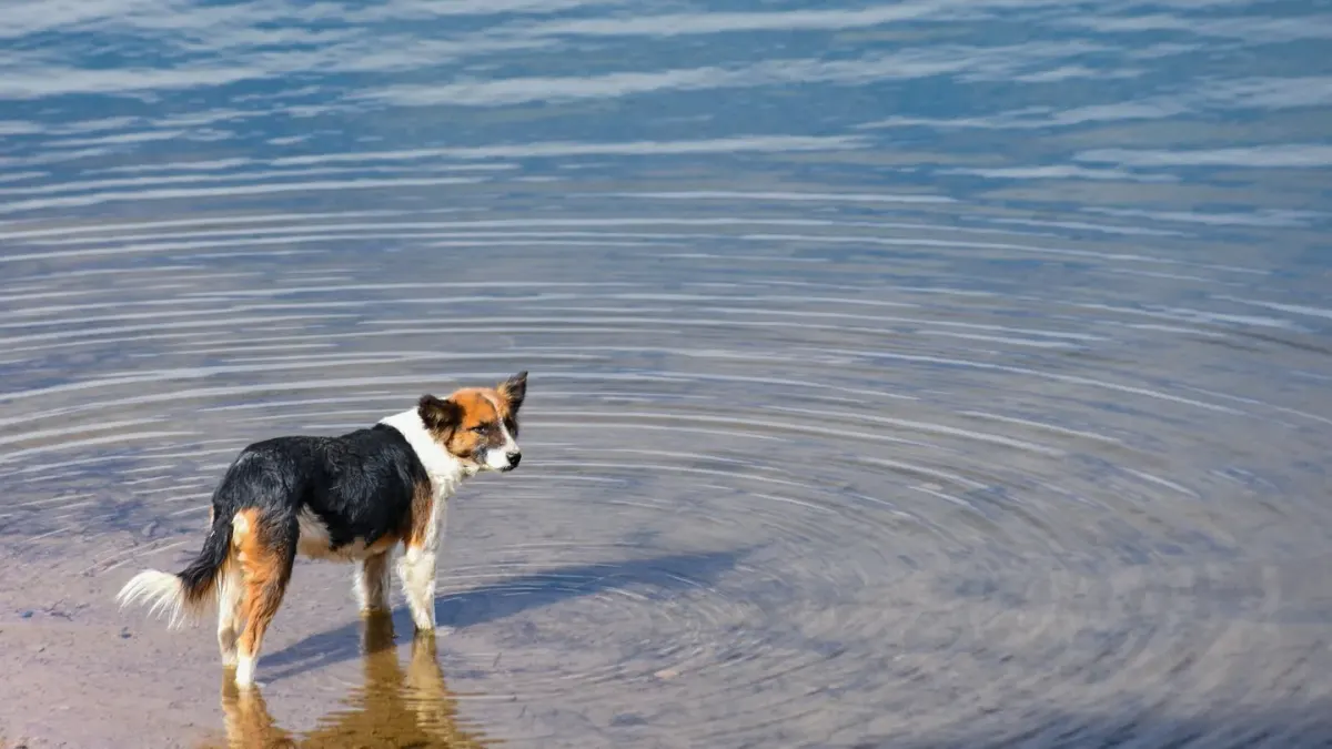 Dog drinking water