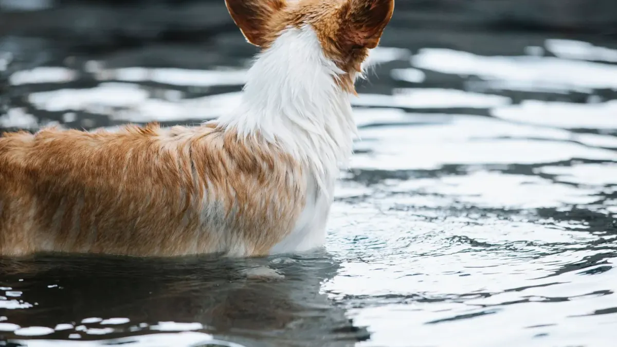 Dog drinking water