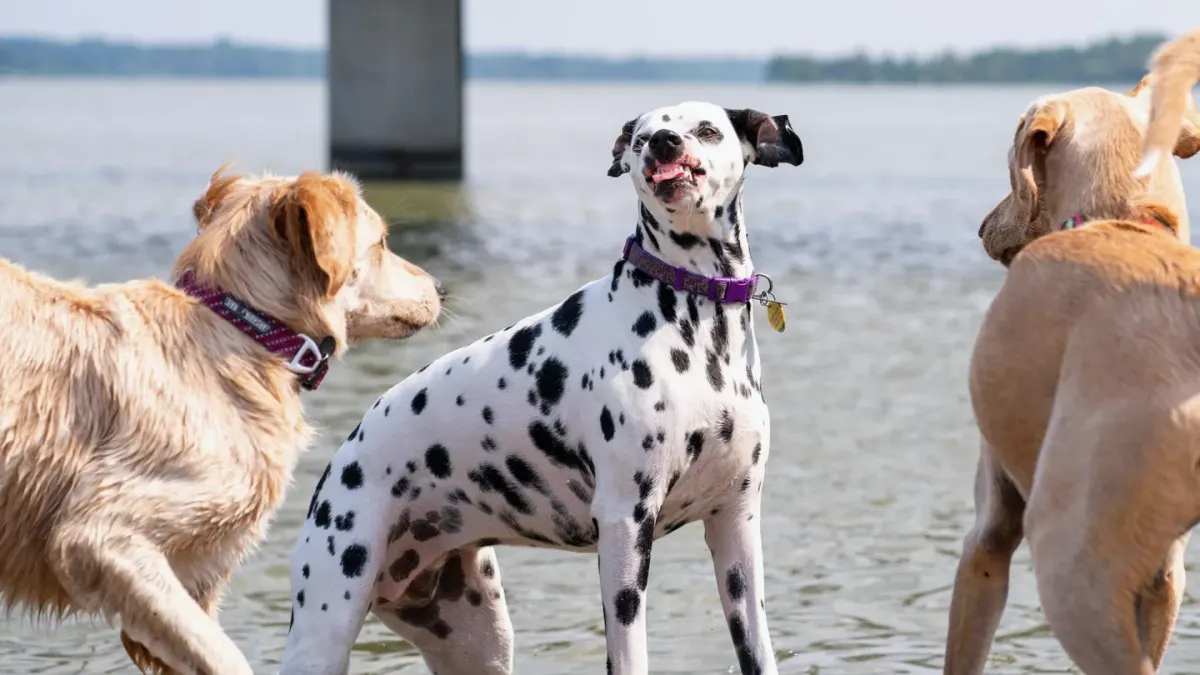 Dog drinking water
