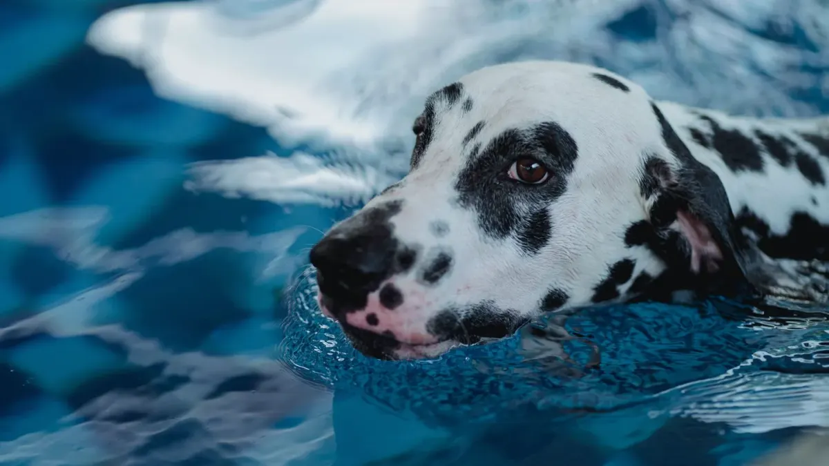 Dog drinking water