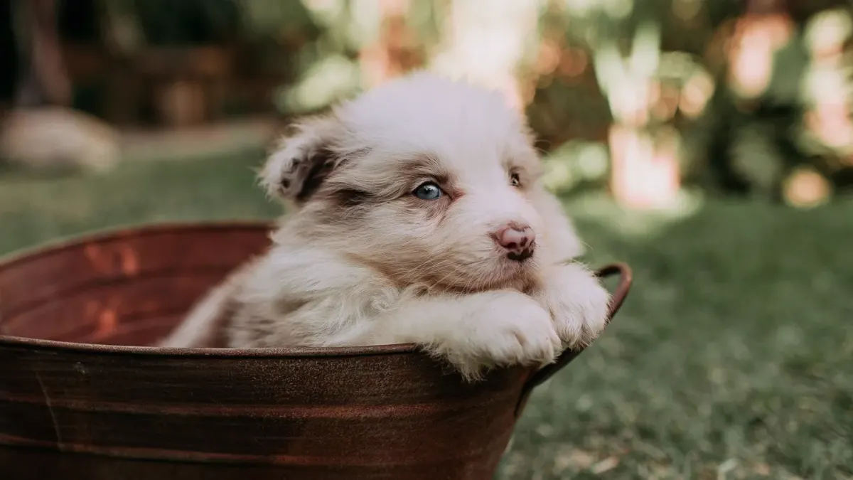 Dog drinking water