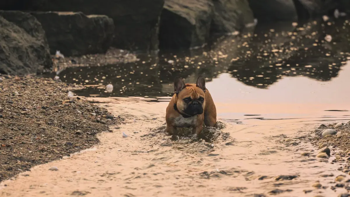 Dog drinking water