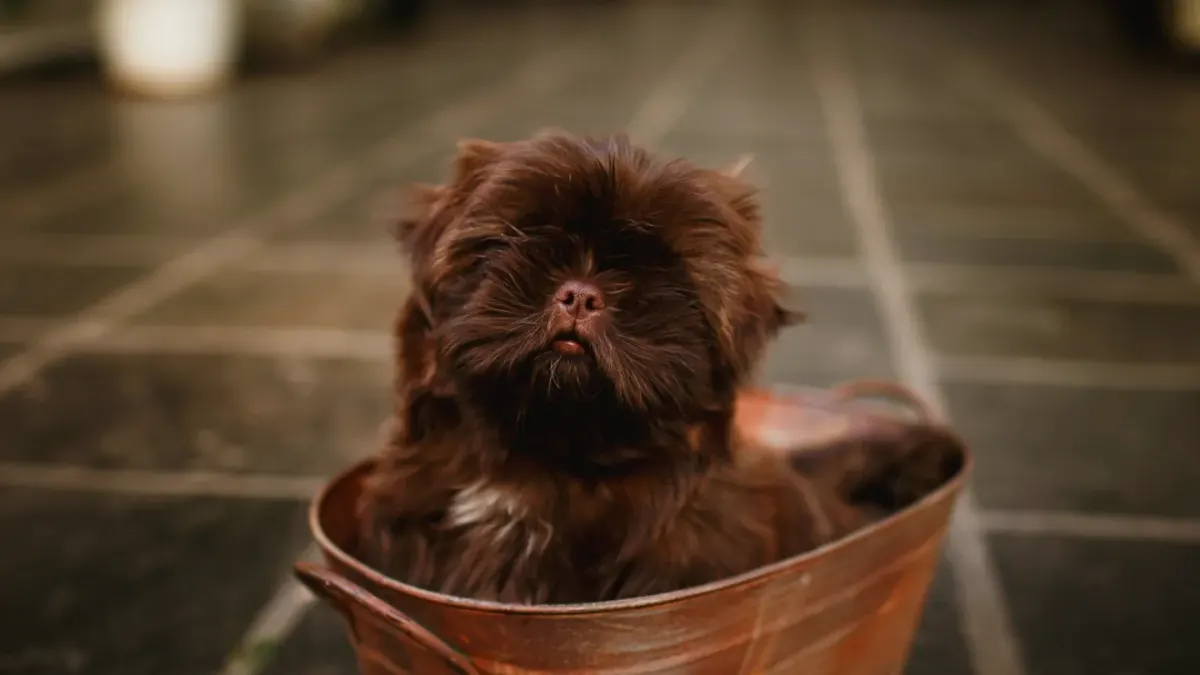 Dog drinking water
