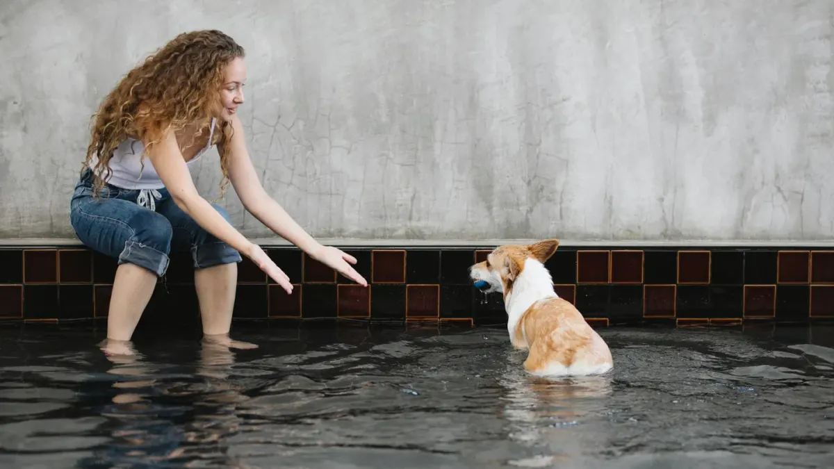 Dog drinking water
