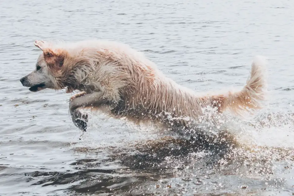 Dog drinking water