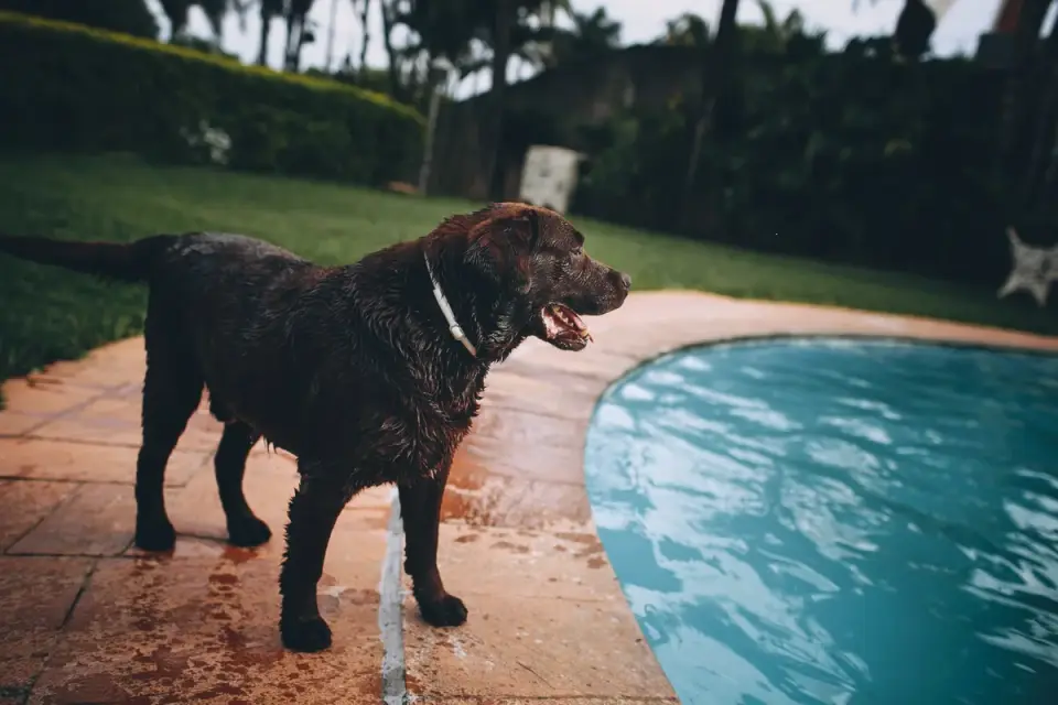 Dog drinking water