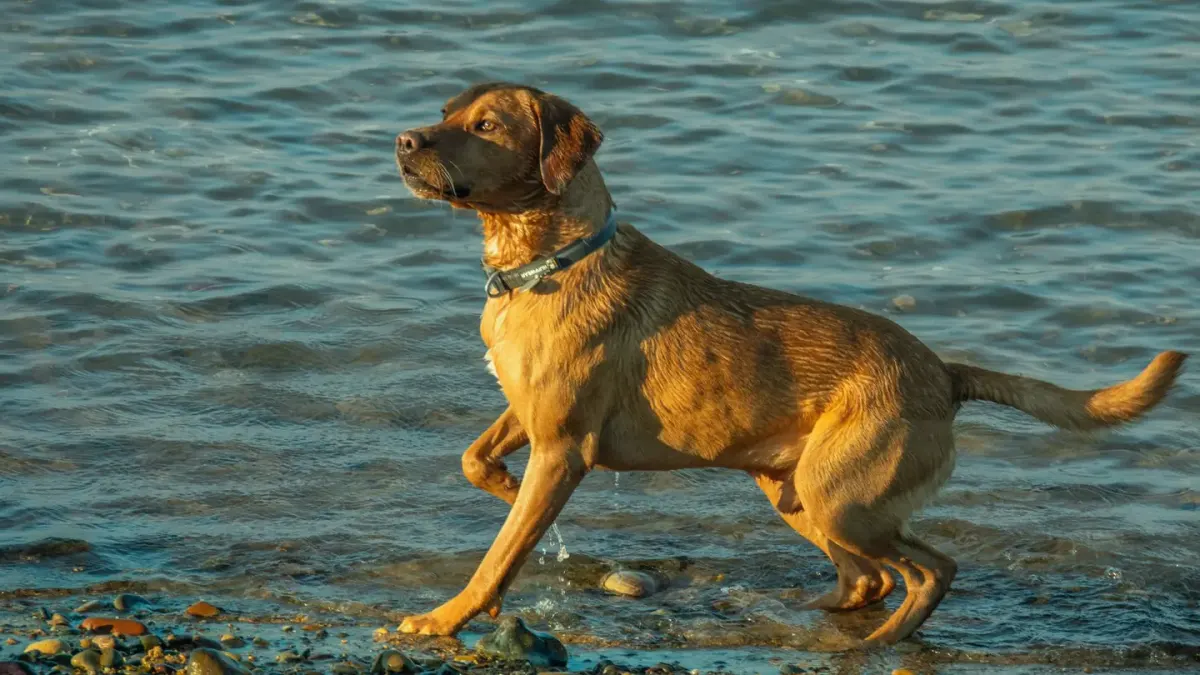 Dog drinking water