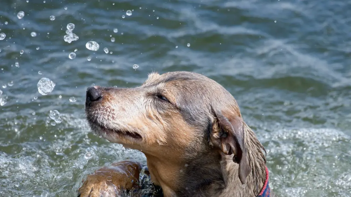 Dog drinking water
