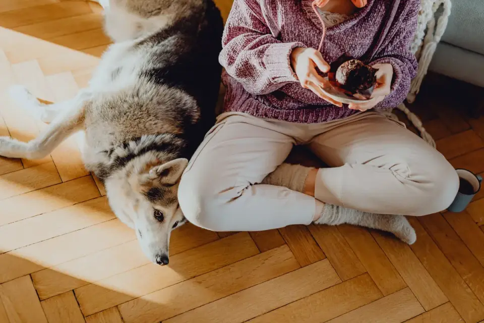 Dog eating from a bowl at home