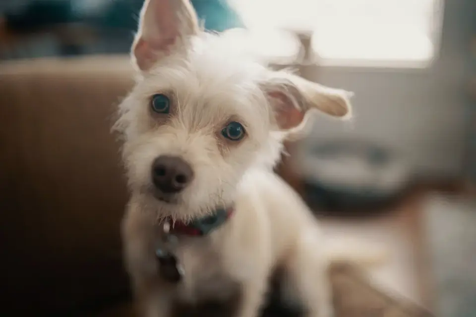 Dog eating from a bowl at home