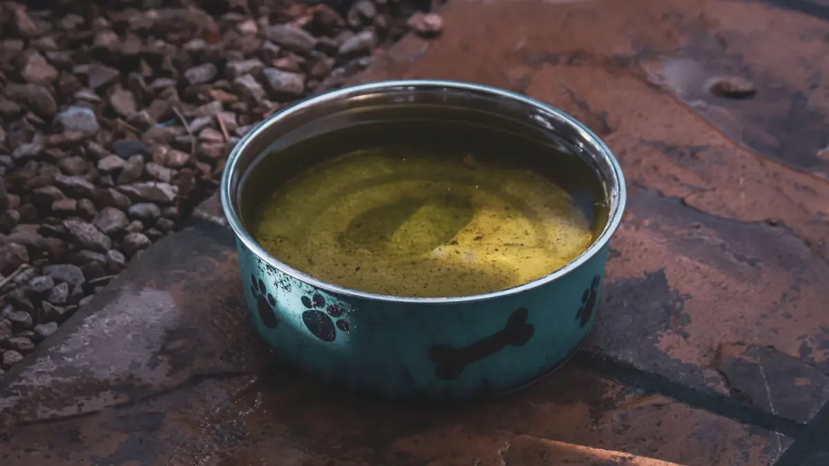 Dog eating from a bowl at home