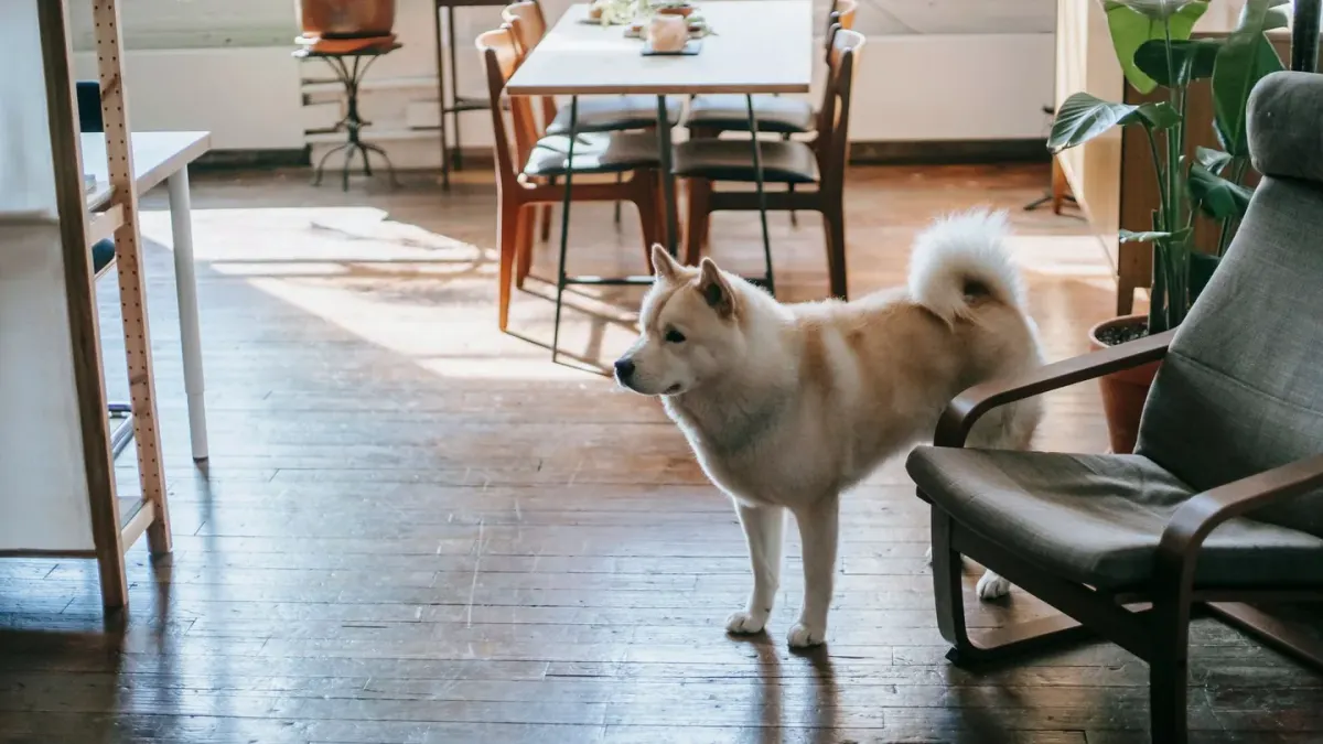 Dog eating from a bowl at home