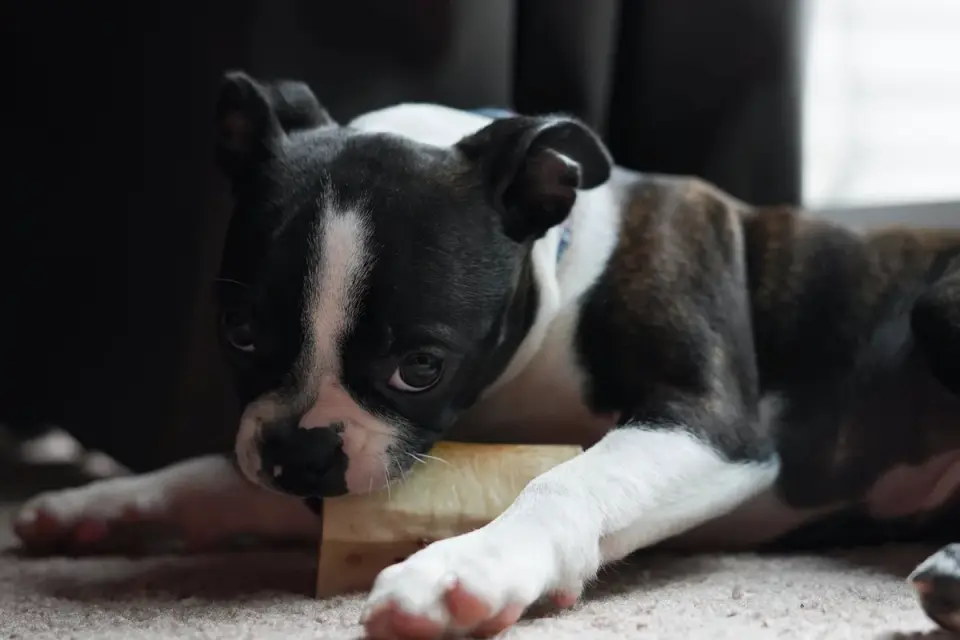 Dog eating from a bowl at home