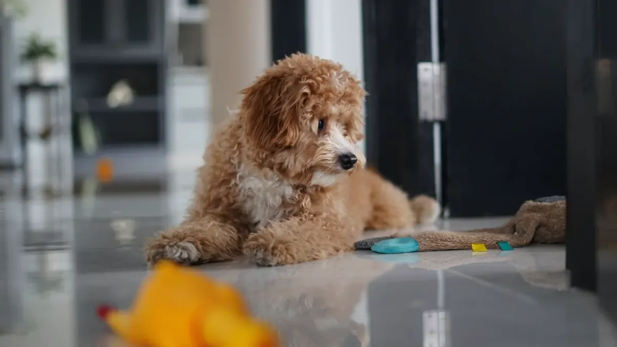 Dog eating from a bowl at home
