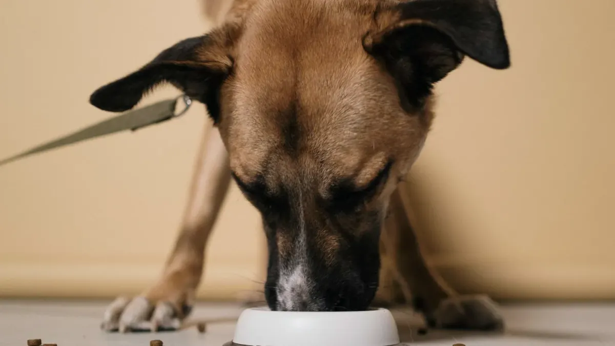 Dog eating from a bowl at home