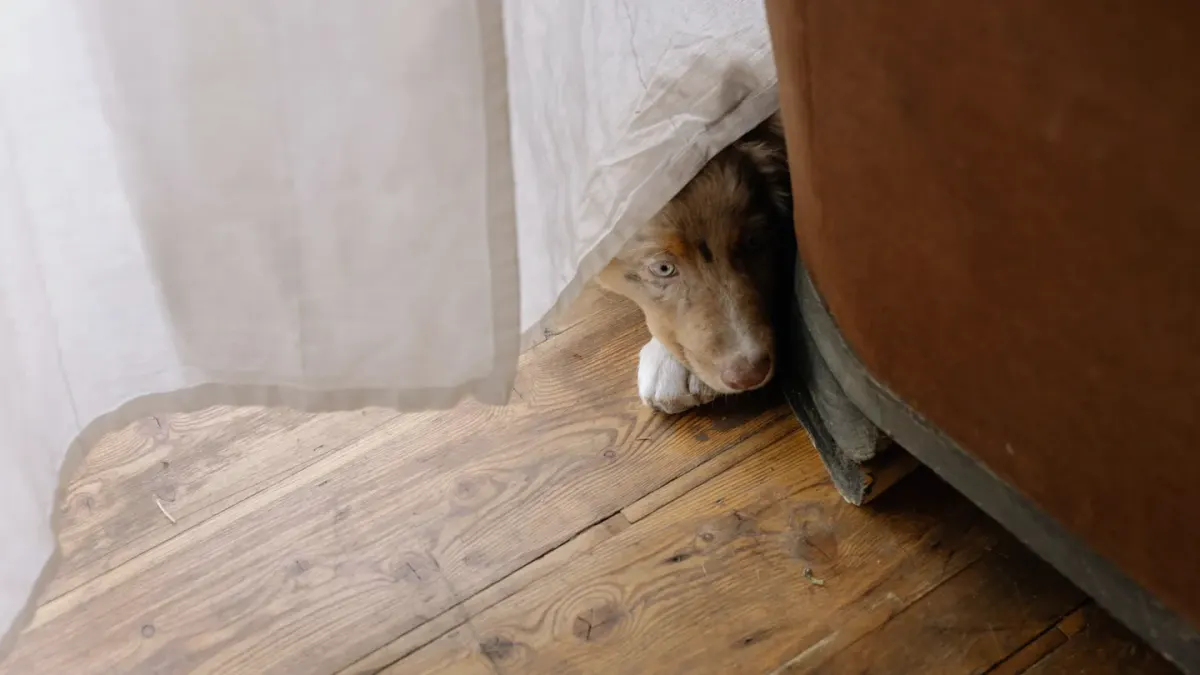 Dog eating from a bowl at home