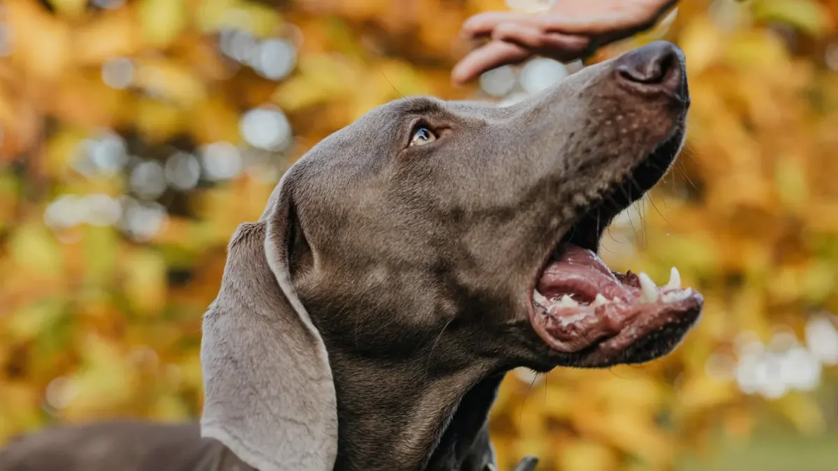 Dog looking at an owner