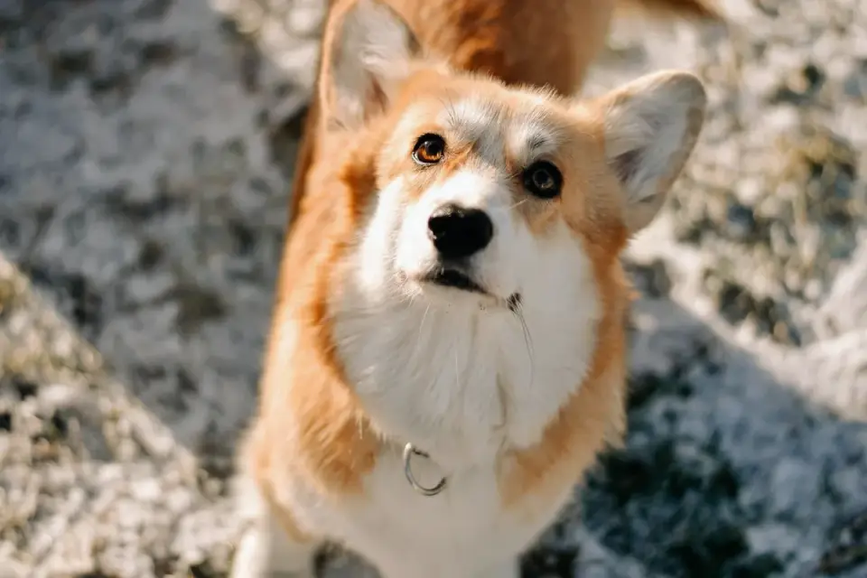 Dog looking at an owner