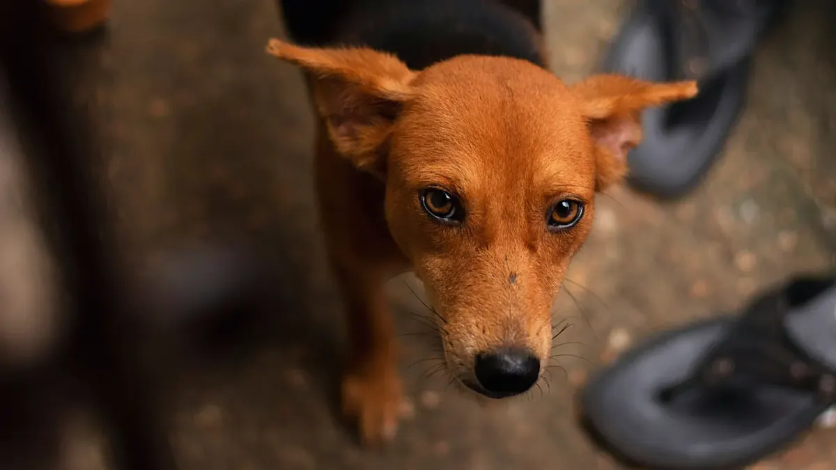 Dog looking at an owner