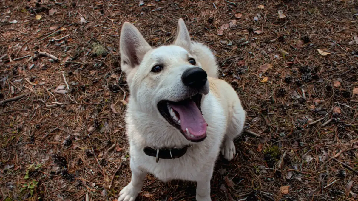Dog looking at an owner