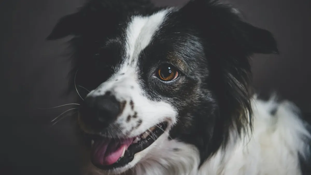 Dog looking at an owner