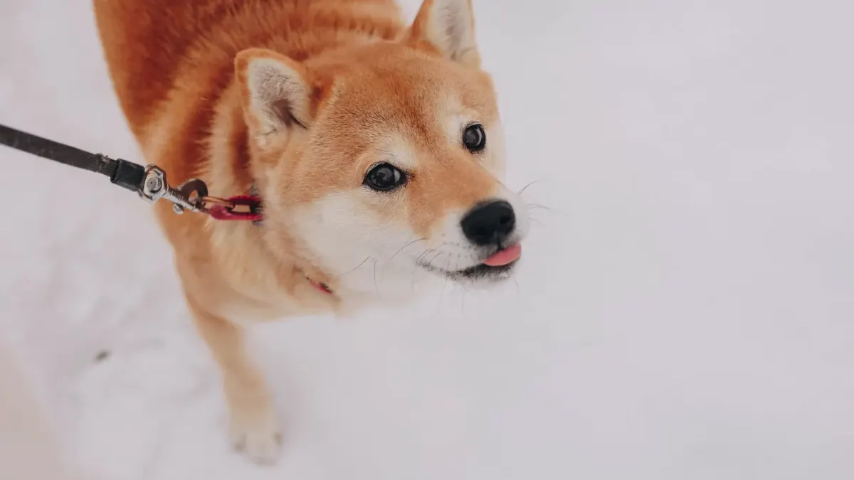 Dog looking at an owner