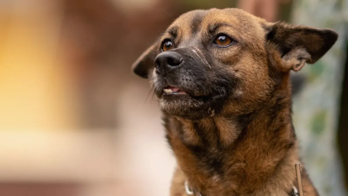 Dog looking at an owner