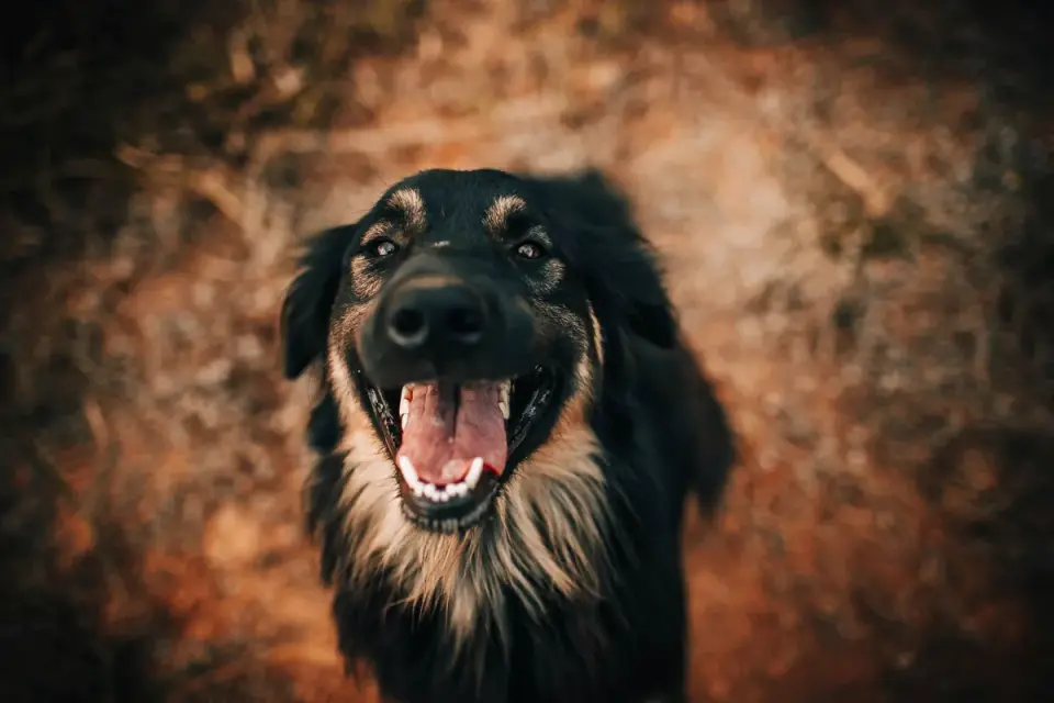 Dog looking at an owner