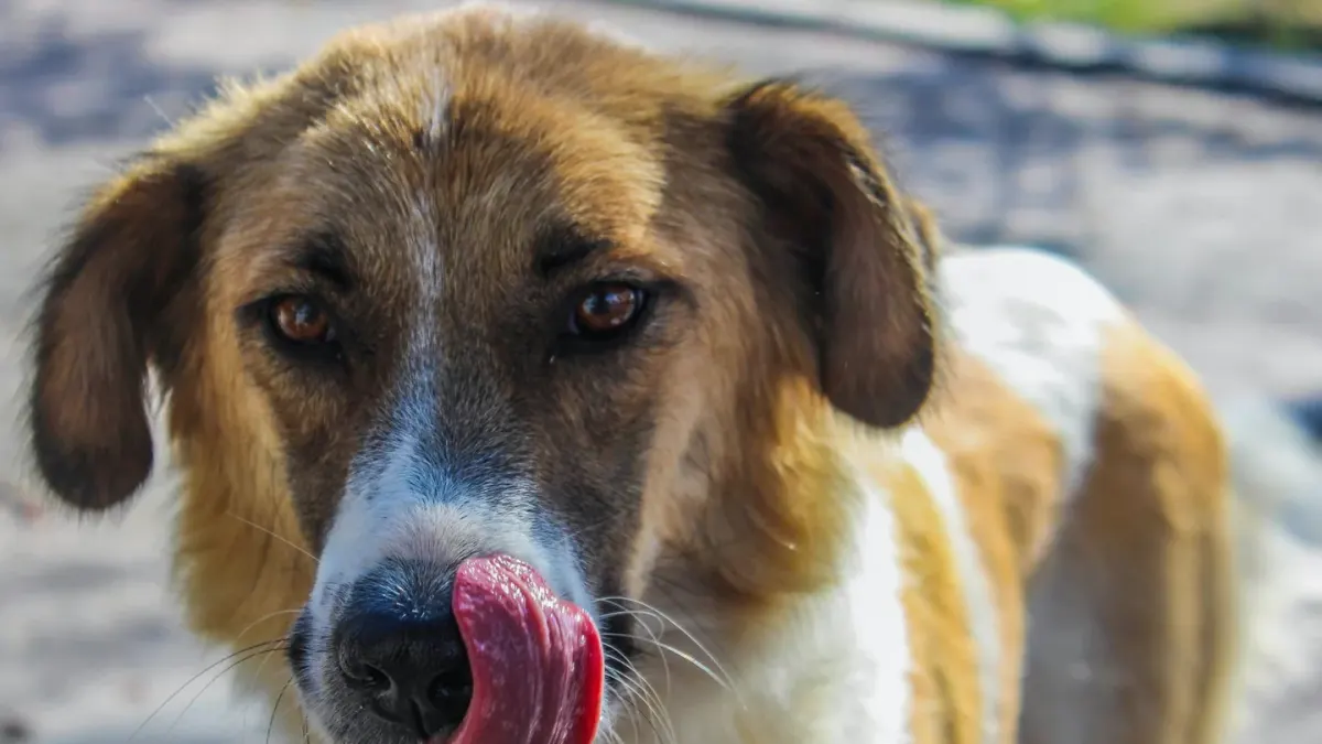 Dog looking at an owner