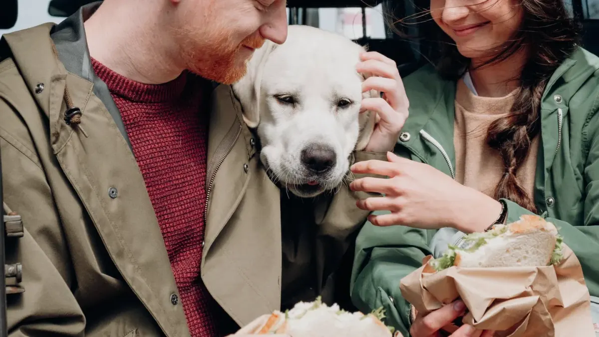 Dog looking at an owner