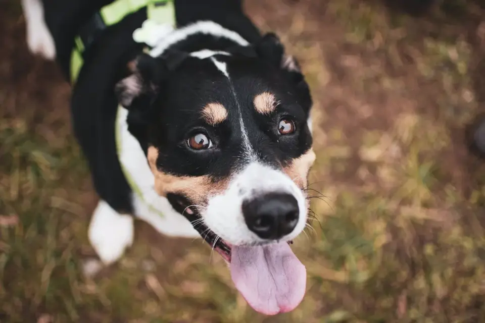 Dog looking at an owner