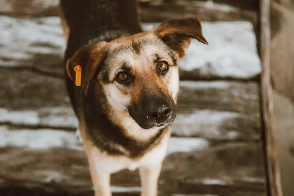 Dog looking at an owner