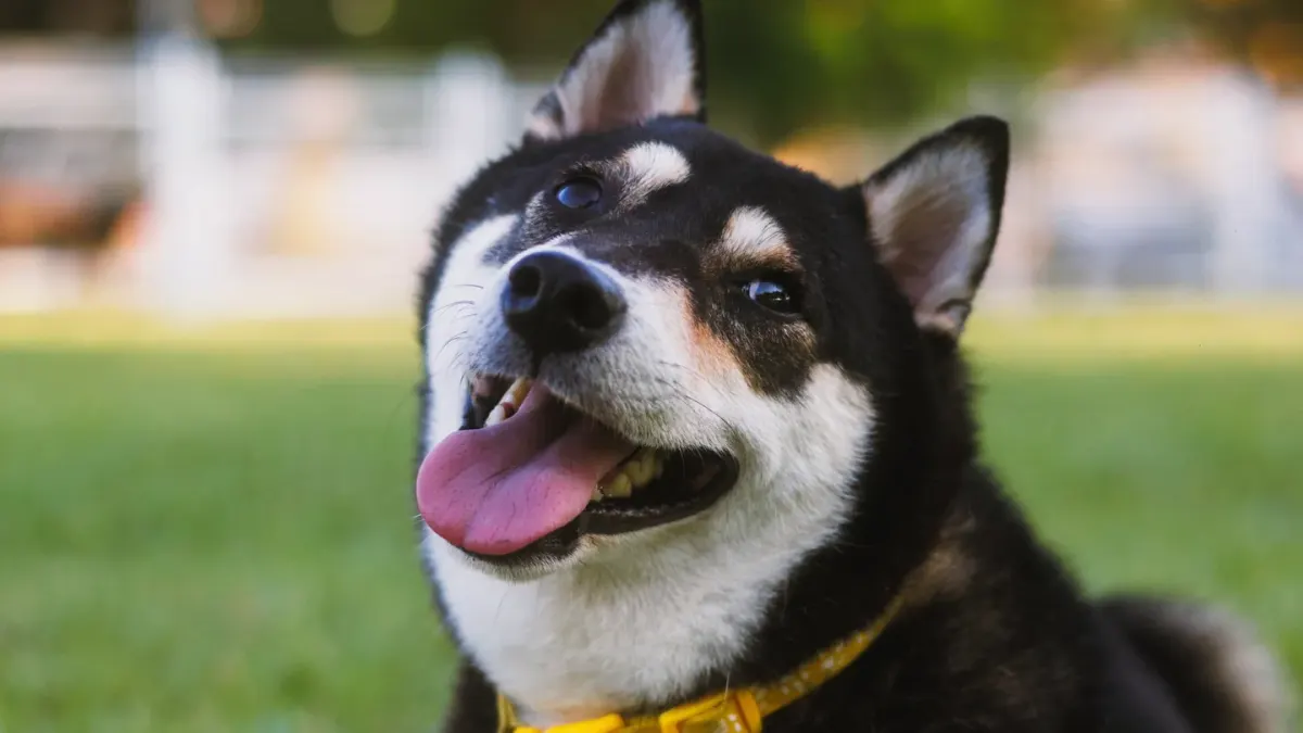 Dog looking at an owner